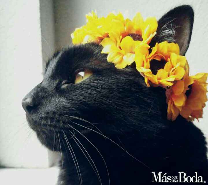  Las flores para la mascota en la boda - 9