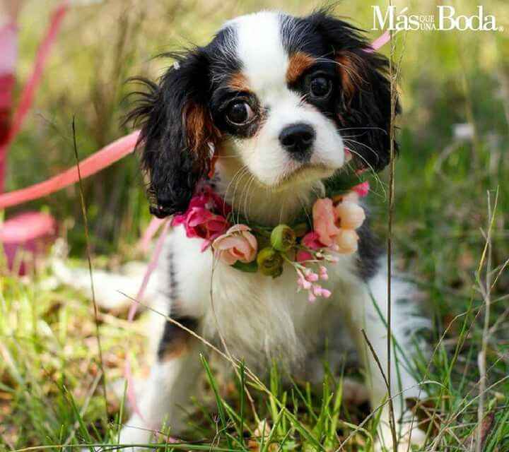  Las flores para la mascota en la boda - 10