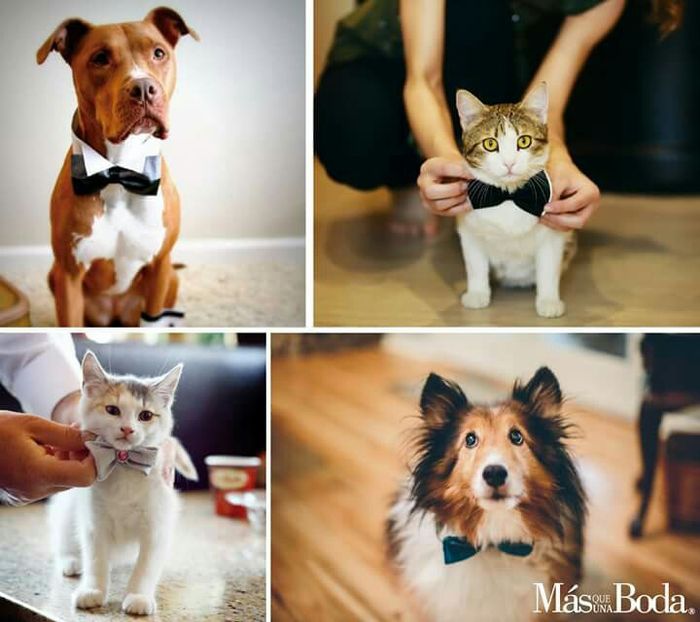  Cómo vestir a nuestras mascotas en la boda - 2
