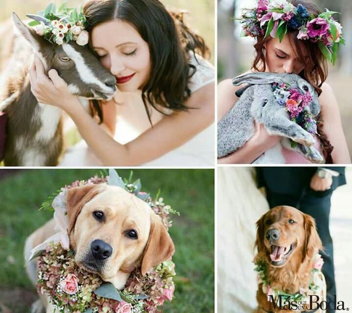 Cómo vestir a nuestras mascotas en la boda - 3