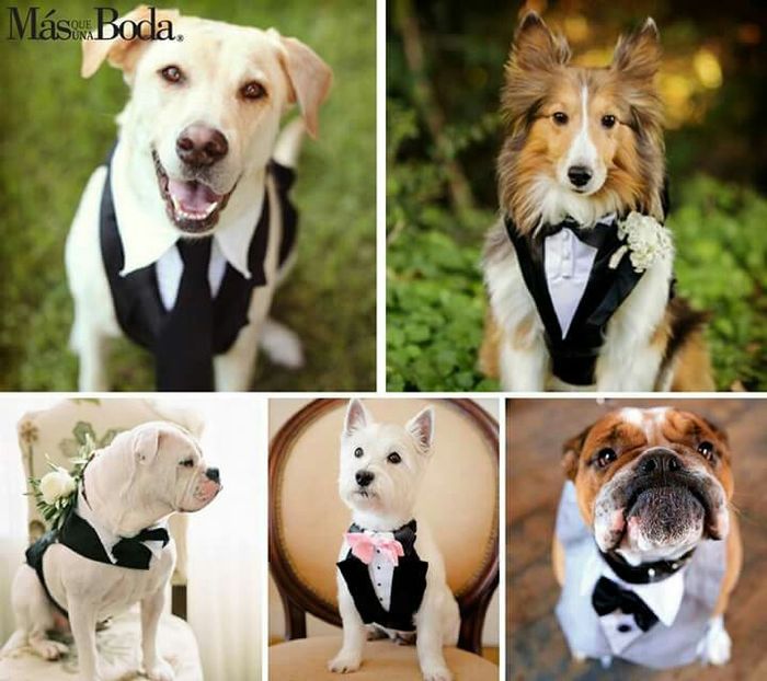  Cómo vestir a nuestras mascotas en la boda - 4