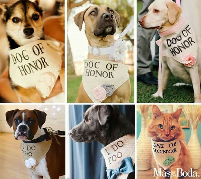  Cómo vestir a nuestras mascotas en la boda - 5
