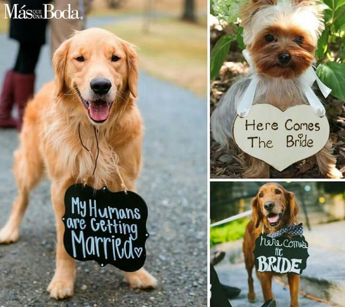  Cómo vestir a nuestras mascotas en la boda - 6