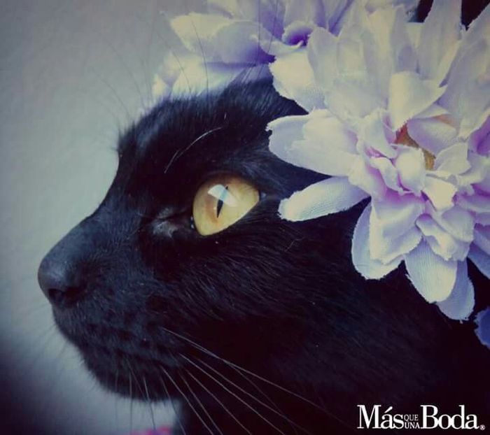  Las flores para la mascota en la boda - 3