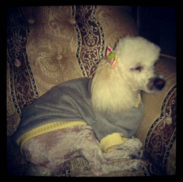 Y las mascotas? - 1