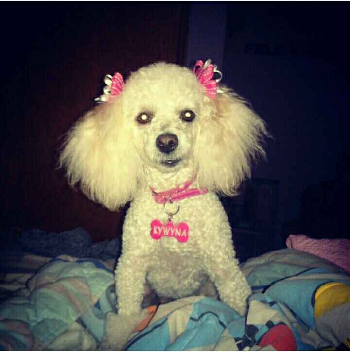 Y las mascotas? - 2