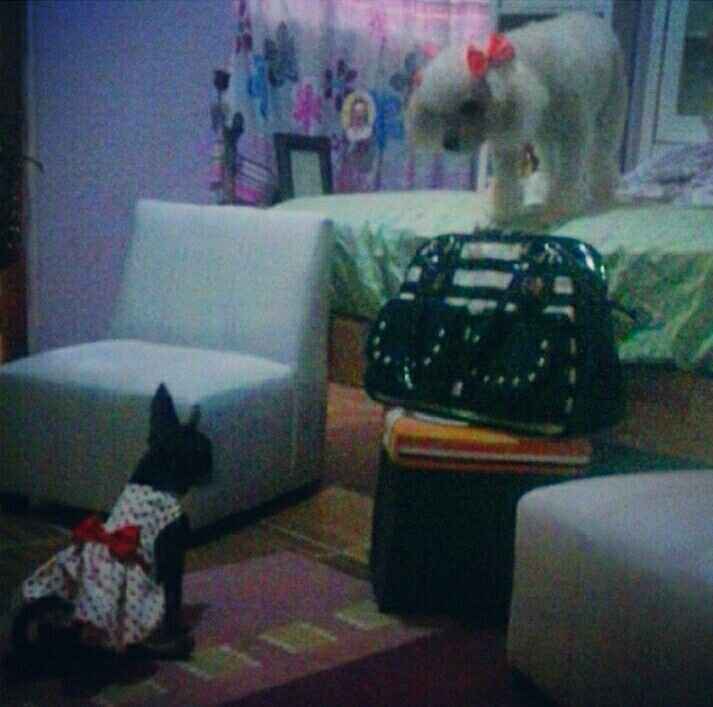 Y las mascotas? - 4