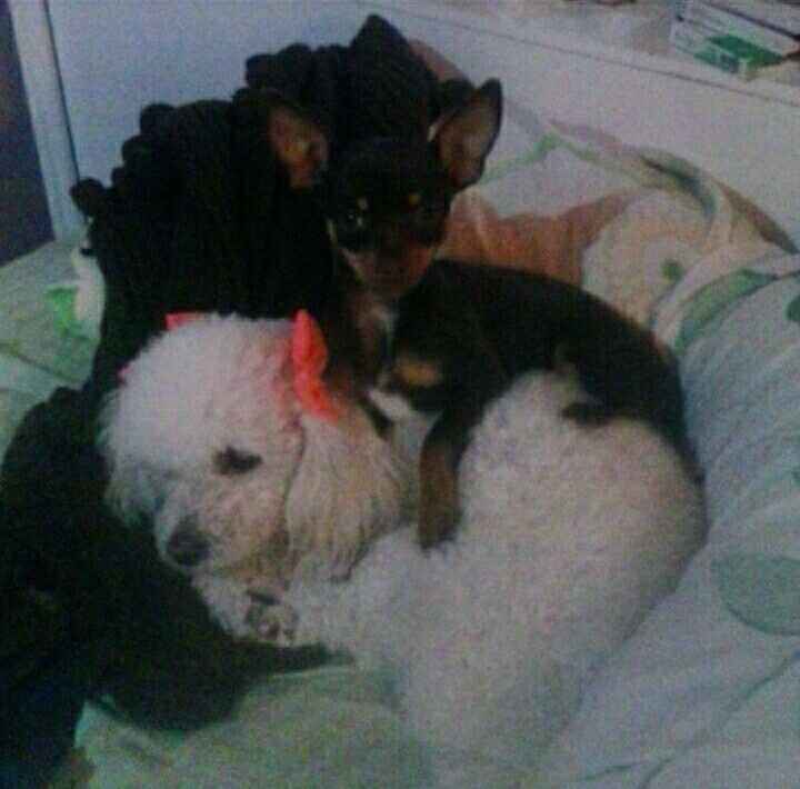 Y las mascotas? - 5