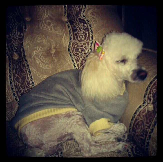 Y las mascotas? - 1
