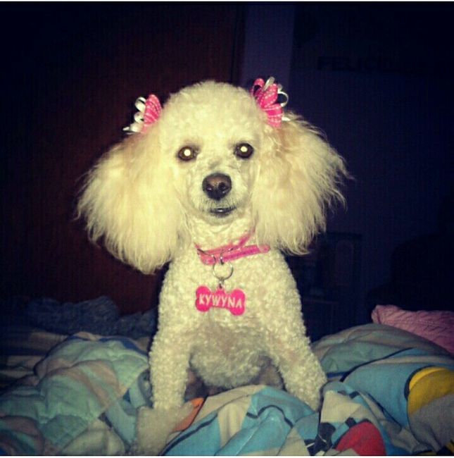 Y las mascotas? - 2