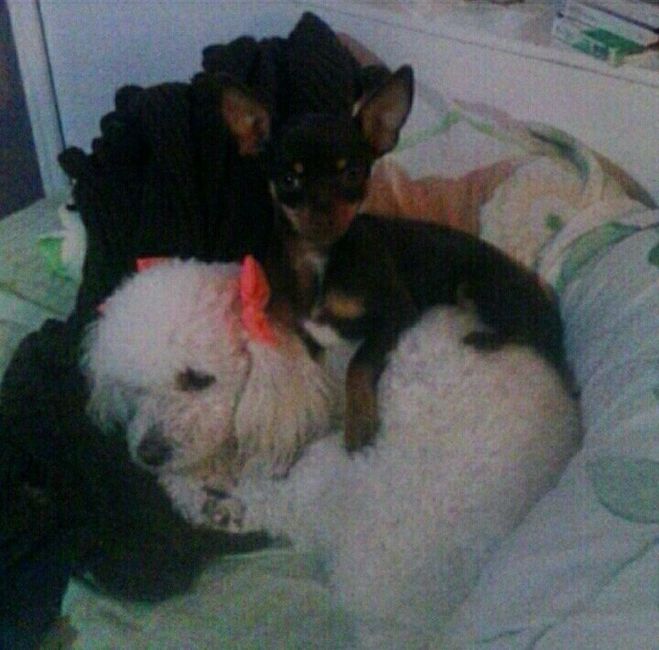 Y las mascotas? - 5