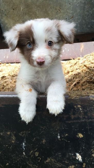 Tu cake topper según su apodo de cariño - 1