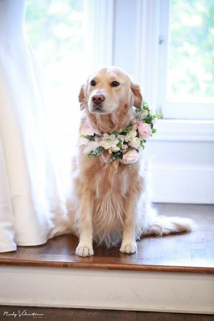 " Nuestro Mejor Amigo Nupcial" 5