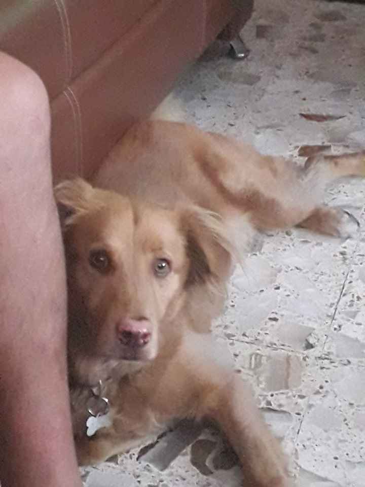 Dog of Honor! - 2