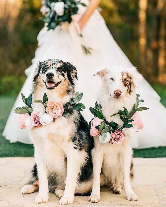 " Nuestro Mejor Amigo Nupcial" - 6