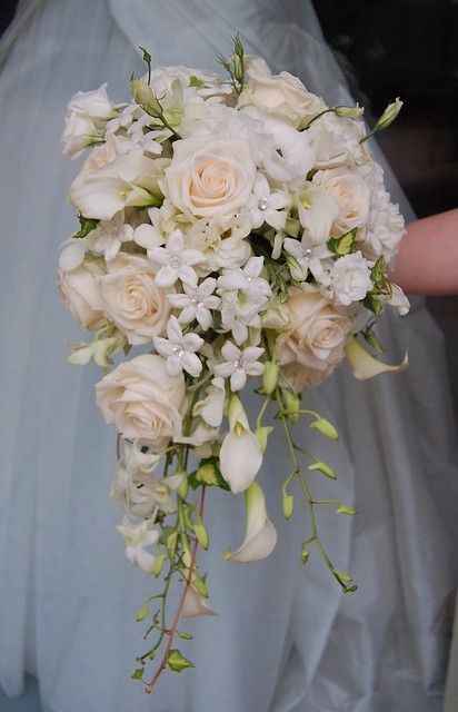 Rosas  4