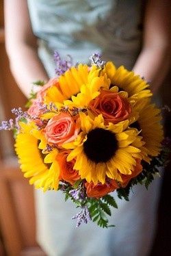 girasoles