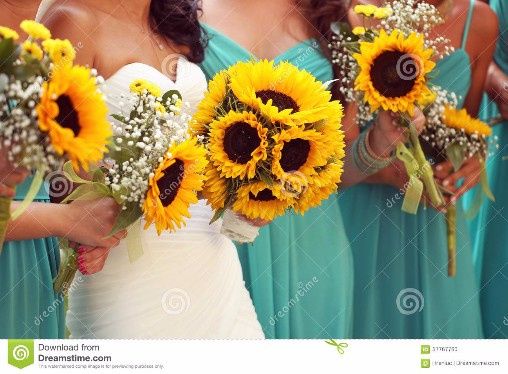 girasoles