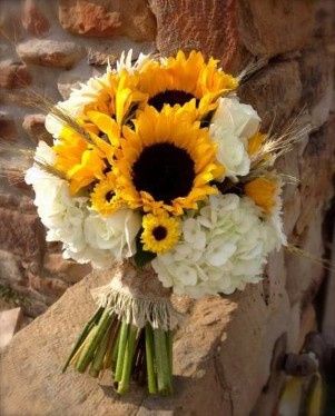 girasoles