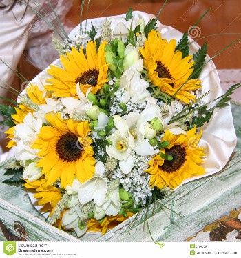girasoles