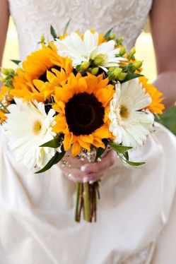 girasoles