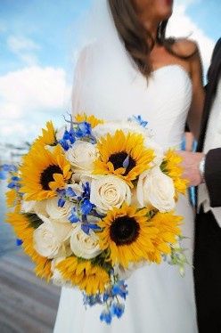 girasoles