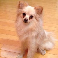 La foto de tu mascota! - 1