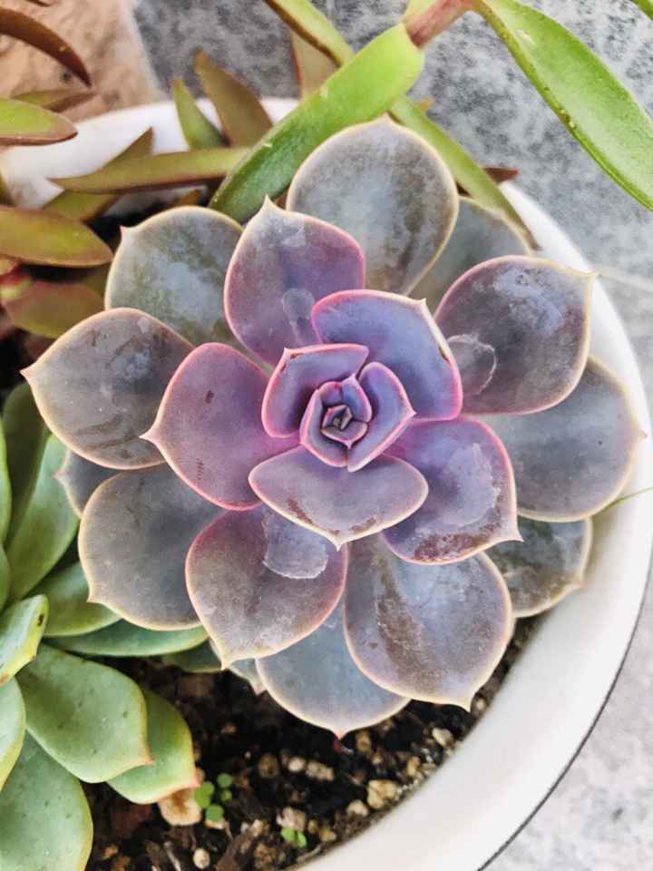 Centros de Mesa, Pinterest vs Realidad ¿Cómo nos quedaron? - 1