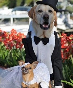 Sesión fotográfica con nuestras mascotas - 8