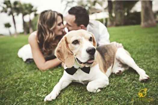 Sesión fotográfica con nuestras mascotas - 7