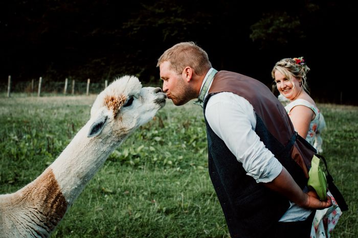 Una boda en llamas 🦙🌈🎨 2