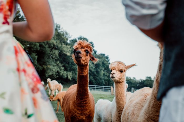 Una boda en llamas 🦙🌈🎨 3