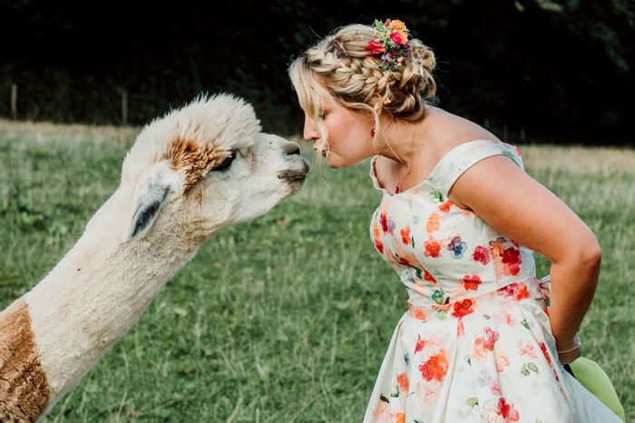 Una boda en llamas 🦙🌈🎨 4