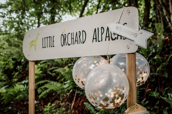 Una boda en llamas 🦙🌈🎨 33