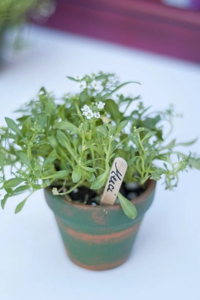 Boda temática: Amelié 🌿✨ 57