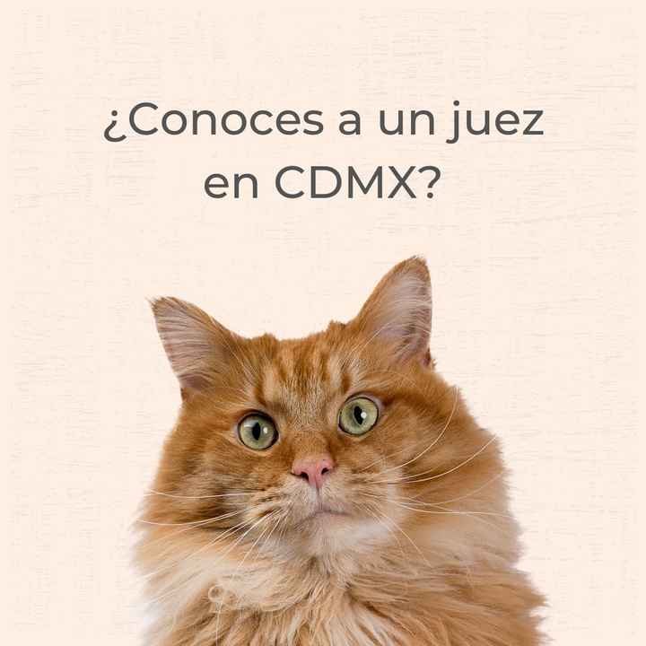 ¿Con cuánto tiempo de anticipación buscaron juez? - 1