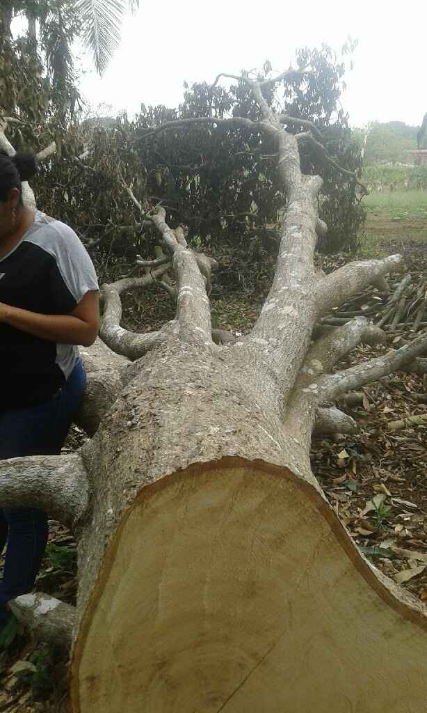 Me fui por un árbol - 1