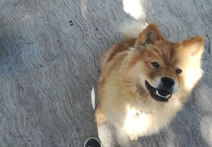 Les gustaria tener mascotas en su vida como casados - 1
