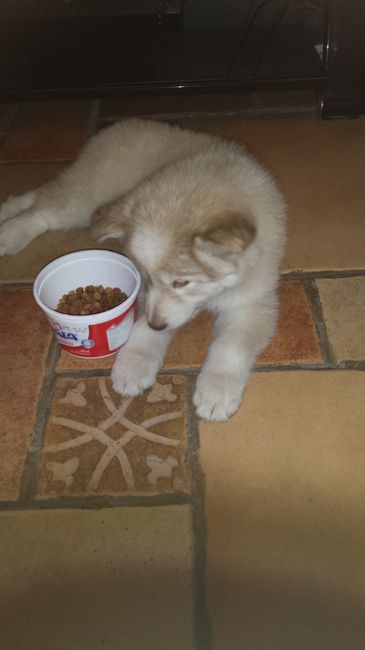 La foto de tu mascota! - 1