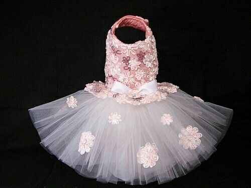 Mi perrita para paje!? - 1