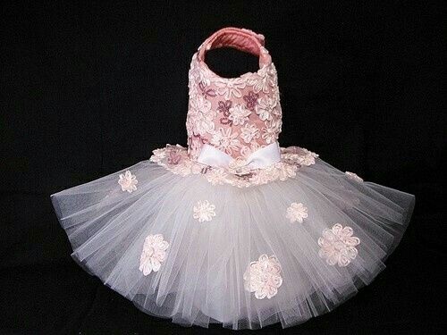 Mi perrita para paje!? - 1