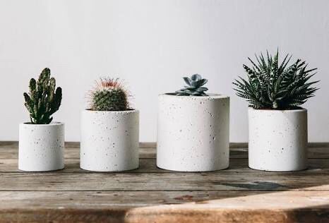 Plantitas para recuerdos - 5