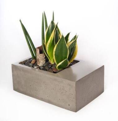 Plantitas para recuerdos - 6