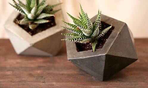 Plantitas para recuerdos - 4