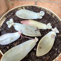 Los tíos de ahorro de Anna - 1