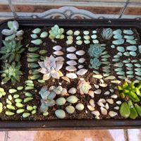 Los tíos de ahorro de Anna - 3