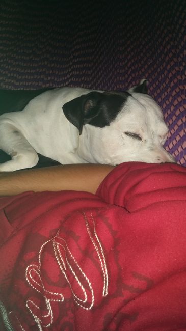 Precenten mascotas.... - 2