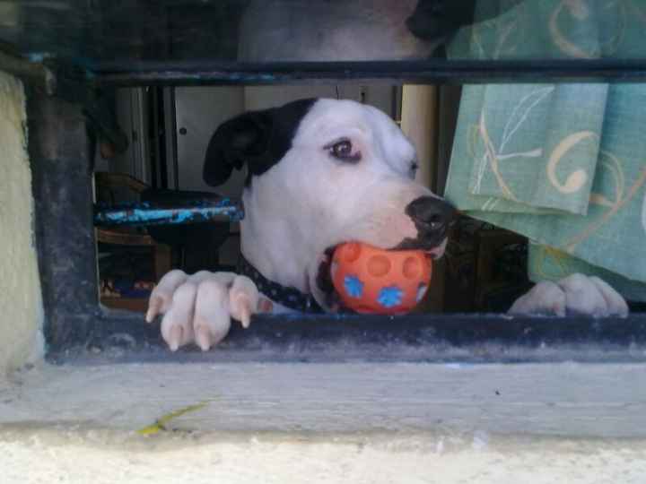 La foto de tu mascota! - 2