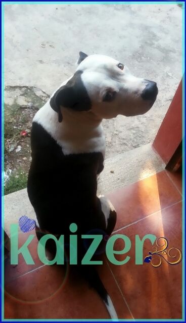 Presuman su foto... las mascotas!! - 2