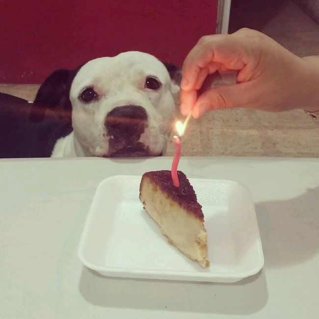 Presuman su foto... las mascotas!! - 3